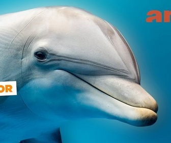 Replay Sauvez les dauphins ! - ARTE Journal Junior