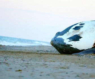 Replay Les dernières baleines franches