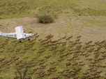 Replay Focus - Soudan du Sud : un ambitieux projet de protection de la faune