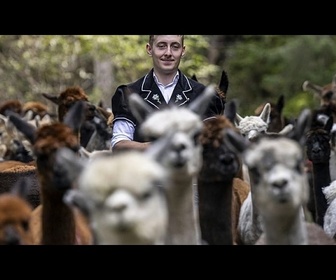 Replay Transhumance des alpagas : les troupeaux redescendent des Alpes suisses