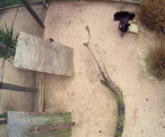 Replay Au cœur du zoo de New York - S3E3 - Loutre sous l'eau