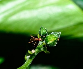 Replay ARTE Journal - Sciences : les populations d'insectes s'effondrent