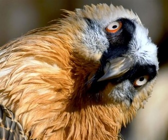 Replay Sous l'oeil des gypaètes barbus - Les mille facettes des Pyrénées