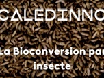 Replay Caledinno - La Bioconversion par insecte