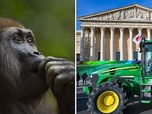 Replay Le dernier gorille / Agriculture : une loi qui divise - 28 minutes