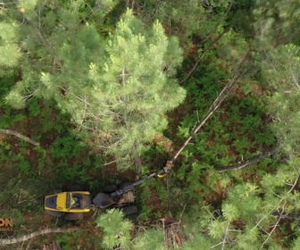 Replay Bûcheron, un métier à hauts risques - Opération XXL