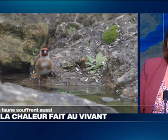 Replay Élément Terre, la quotidienne - Canicule: la flore et la faune souffrent aussi de la chaleur