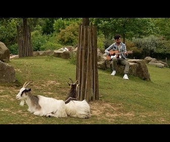 Replay Au zoo de Branféré, une étude observe l'impact de la musique sur les animaux