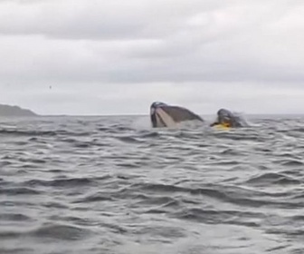 Replay Un kayakiste avalé par une baleine - Le dessous des images