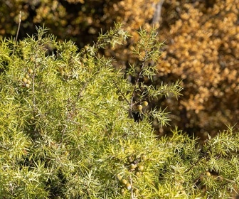 Replay La forêt de genévriers