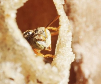 Replay Pérou, les abeilles sacrées d'Amazonie - 360° Reportage