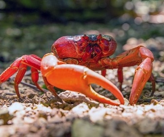 Replay Les mille et un crabes de l'île Christmas