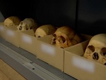 Replay ARTE Journal - Des ossements africains en quête de mémoire