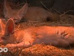 Replay Une saison au zoo - S12 E17