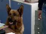 Replay Rex, chien flic - In vino veritas