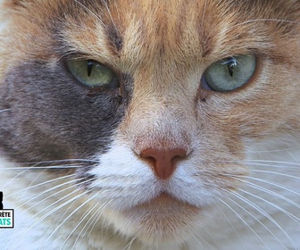 Replay La vie secrète des chats - S1E2 - Petit chaton deviendra grand