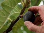 Replay Le goût du détail - Figues de Solliès
