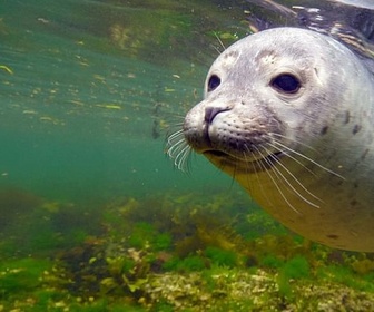 Replay À regarder en famille - Histoire de phoques : entre terre et mer