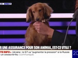 Replay 20H BFM - LE CHOIX D'AMÉLIE - Avoir une assurance pour son animal, est-ce utile ?