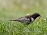 Replay Rendre toute sa place à la nature - Bonnes nouvelles de la planète