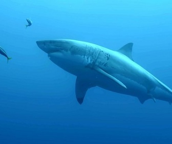 Replay Survivre aux catastrophes : les stratégies de la nature