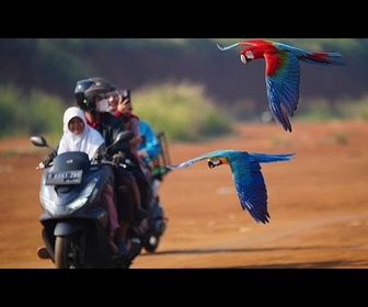 Replay Un mécanicien de motos entraîne désormais des perroquets à Jakarta