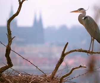 Replay Prague sauvage