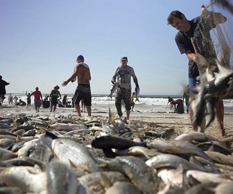 Replay Brésil, une vie de pêcheurs - 360° Reportage