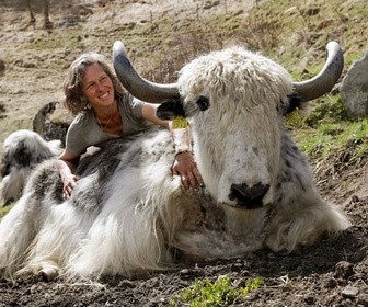 Replay Le yack à la conquête des sommets - Meuh! L'épopée des cornes (4/4)