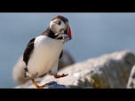 Replay Le recensement des macareux commence alors que les îles Farne célèbrent 100 ans de protection