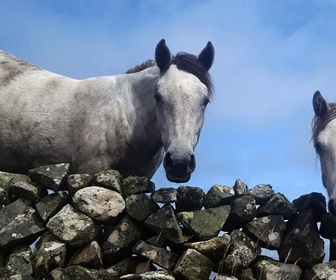 Replay Le poney Connemara, une légende irlandaise - 360° Reportage