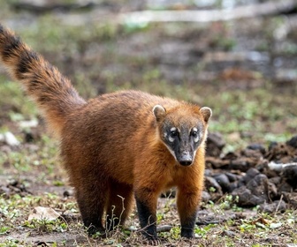 Replay Thiago, le jeune coati