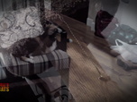 Replay Hell's cat : mon chat est un cauchemar - S5E8 - Mamma Mia !