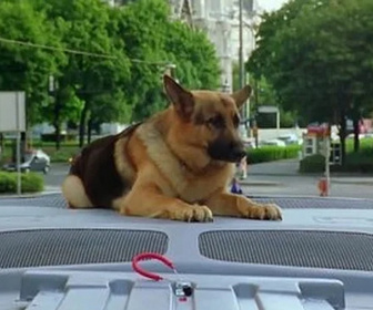Replay Rex, chien flic - Hold-up