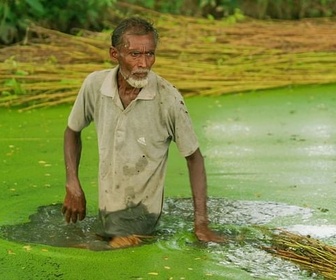 Replay Les cultivateurs de la fibre d'or au Bangladesh