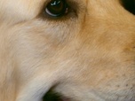 Replay Dog house : un chien pour la vie - S4 E1 - Redonner le sourire