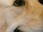 Replay Dog house : un chien pour la vie
