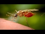 Replay Le sud de la Chine en proie à une épidémie de chikungunya
