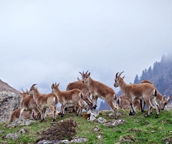 Replay Vivre avec les vautours gypaètes - Corridors sauvages