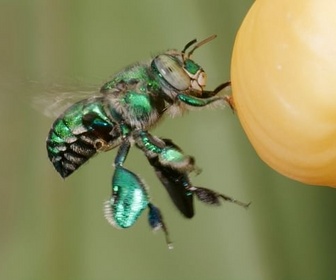 Replay Séduction de haut vol - Les animaux s'envoient en l'air