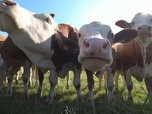 Replay Urgence climatique : un défi mondial - Pollution : modifier le microbiote des vaches