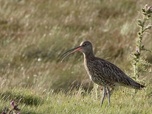 Replay Biodiversité : faire face à la sixième extinction - L'Irlande ne protège toujours pas assez ses oiseaux