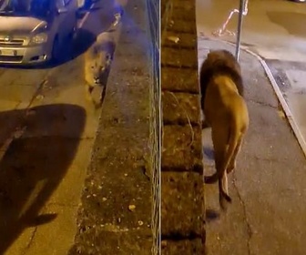 Replay Un lion dans la ville - Le dessous des Images
