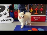 Replay Shanghai inaugure le premier centre de fitness pour chiens de Chine