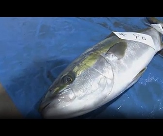 Replay Japon : sériole à prix record, plus de 22 000 euros à la 1re vente aux enchères d'hiver d'Ishikawa