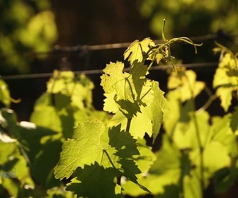 Replay Paysans du monde - Afrique du Sud : Vignoble bio