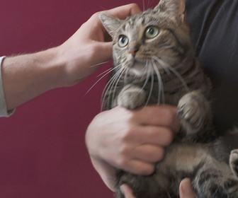 Replay Chiens et chats sans collier - Premiers pas, derniers espoirs