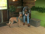 Replay Dog house : un chien pour la vie - S3 E6 - On agrandit la famille