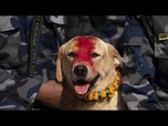 Replay No Comment : les chiens du Népal célébrés lors du festival de Kukur Puja