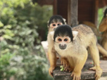 Replay Naissances extraordinaires au zoo - S1E3 - Girafon, paresseux et singe